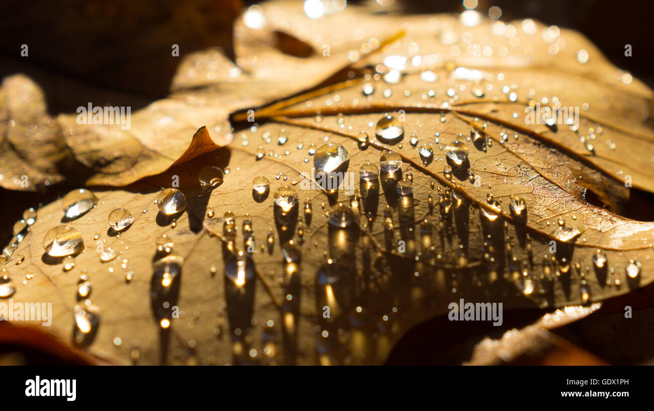 L'automne les feuilles tombées à l'eau gouttes Banque D'Images