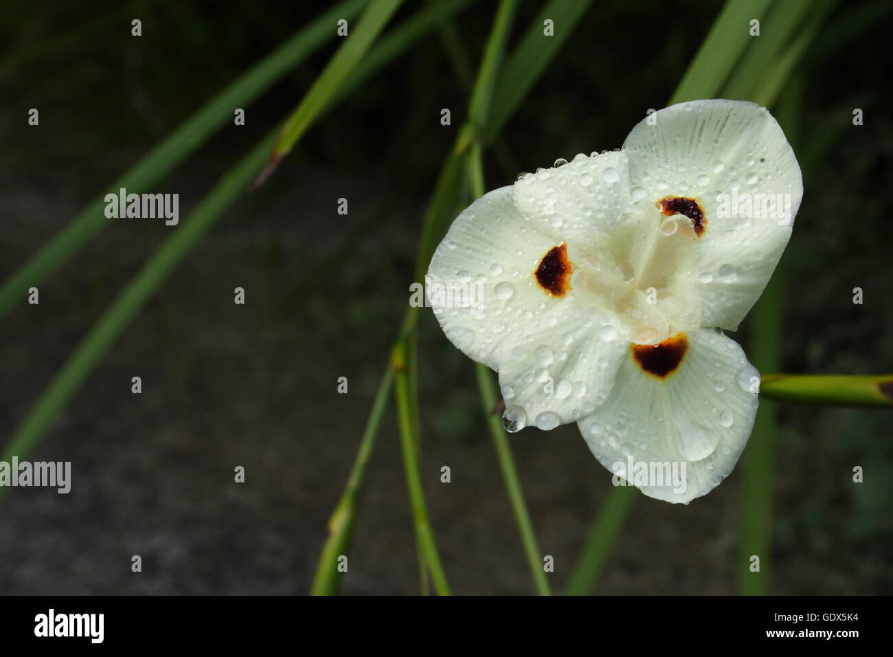 Wild Iris 'Dietes Bicolor' l'Australie Banque D'Images