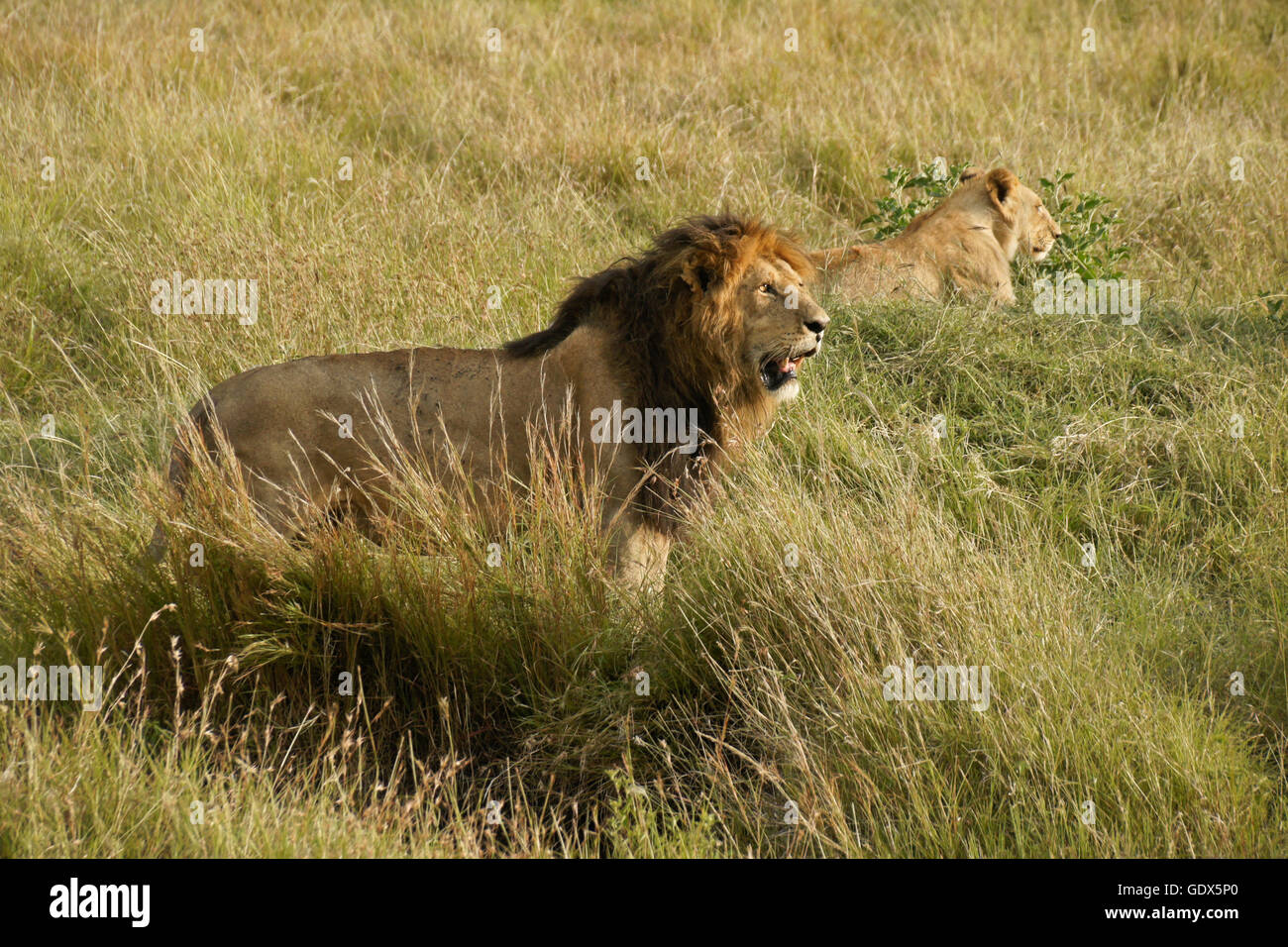 Les lions mâles et femelles dans l'herbe, Masai Mara, Kenya Banque D'Images