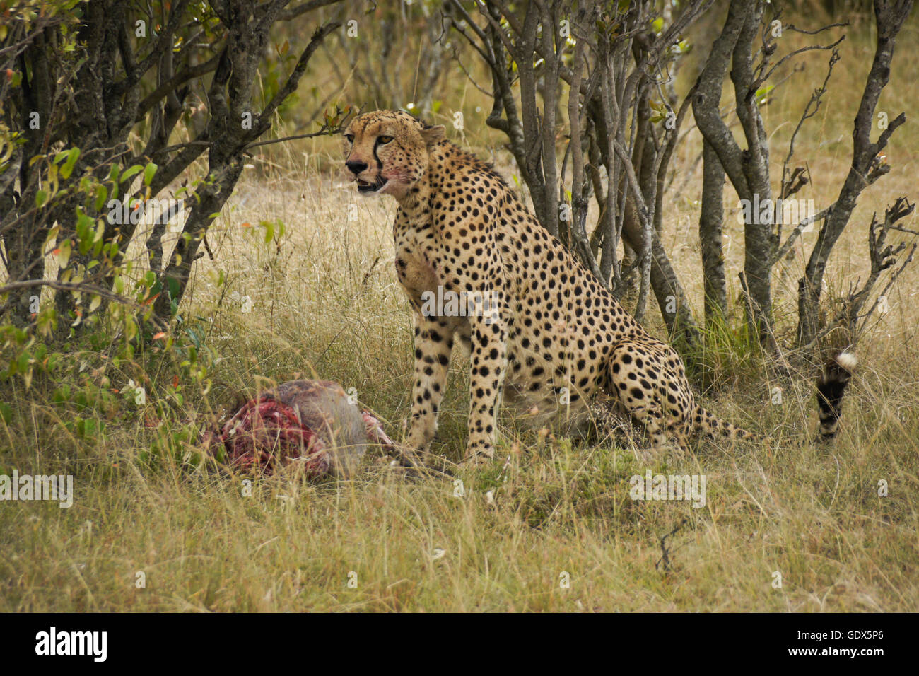 Guépard mâle phacochère avec kill, Masai Mara, Kenya Banque D'Images