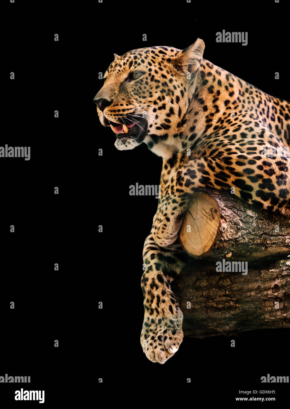 Portrait animal leopard libre couché sur un log Banque D'Images