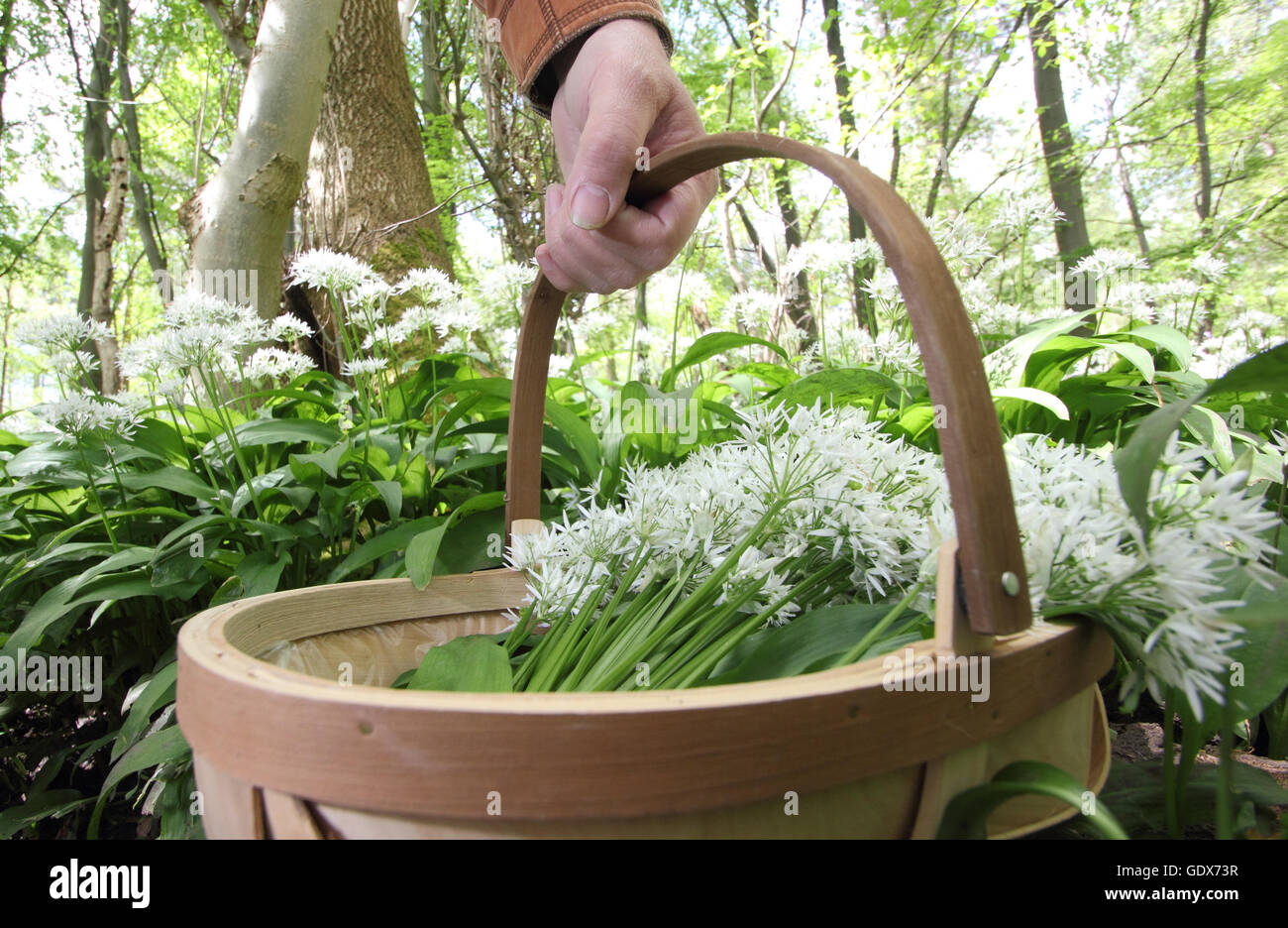 L'Allium ursinum. L'ail sauvage de nourriture dans une forêt anglaise au printemps - mai, UK Banque D'Images