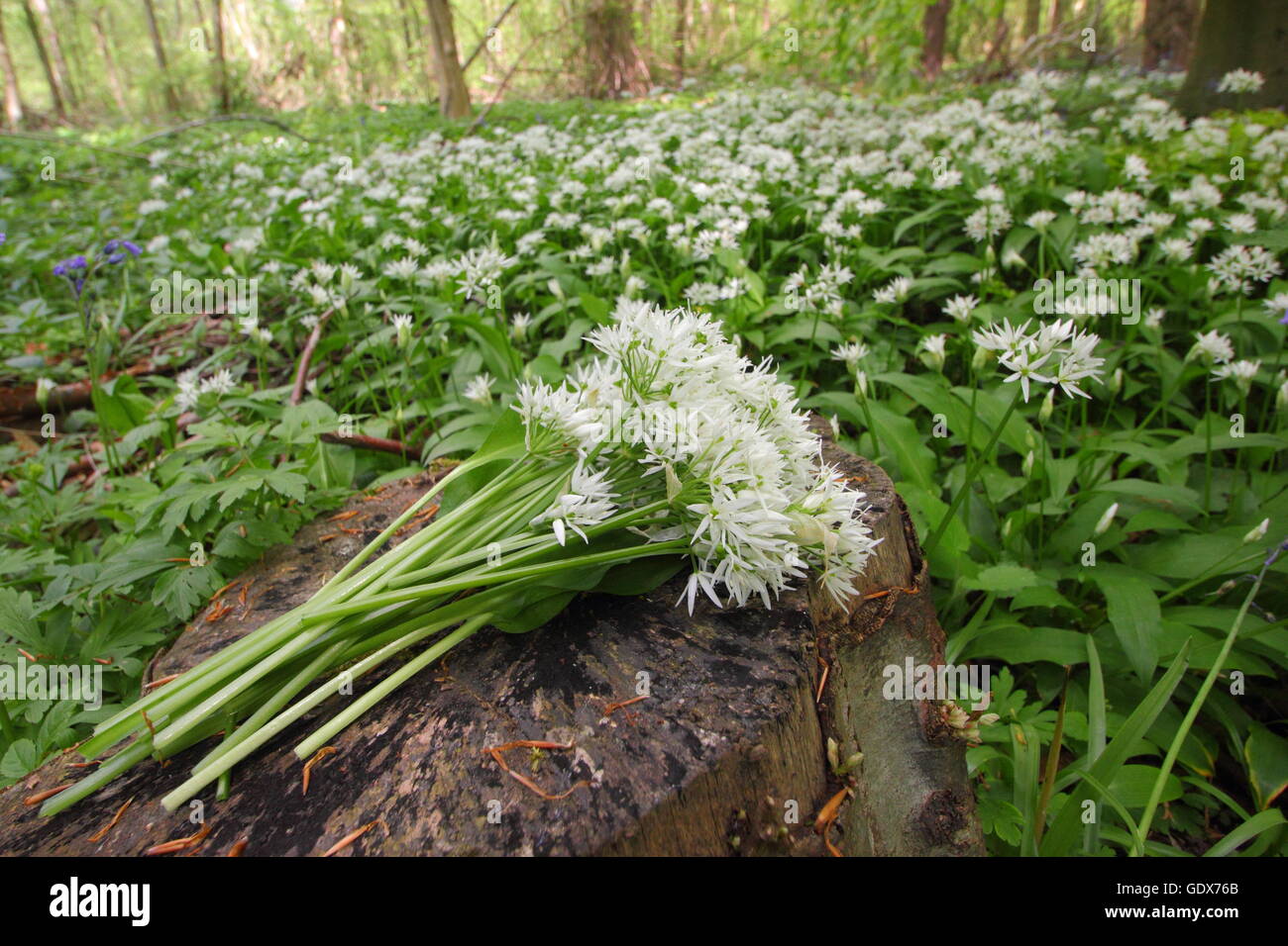 L'Allium ursinum. L'ail sauvage de nourriture dans un anglais woodland - printemps, UK Banque D'Images