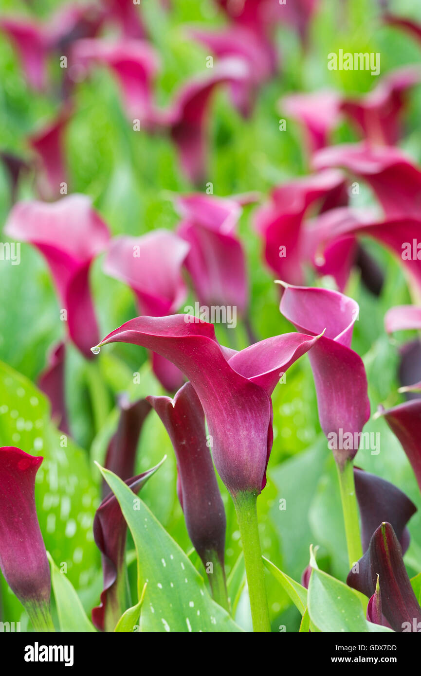 Zantedeschia Orient Express. D'Arum zantedeschia / Banque D'Images