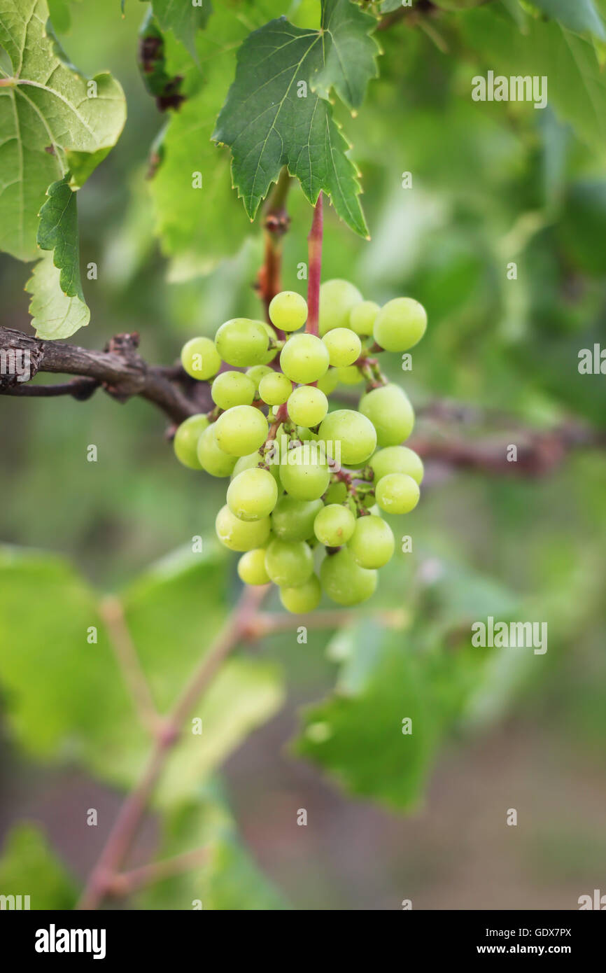 Green Grape Bunch isolated Banque D'Images