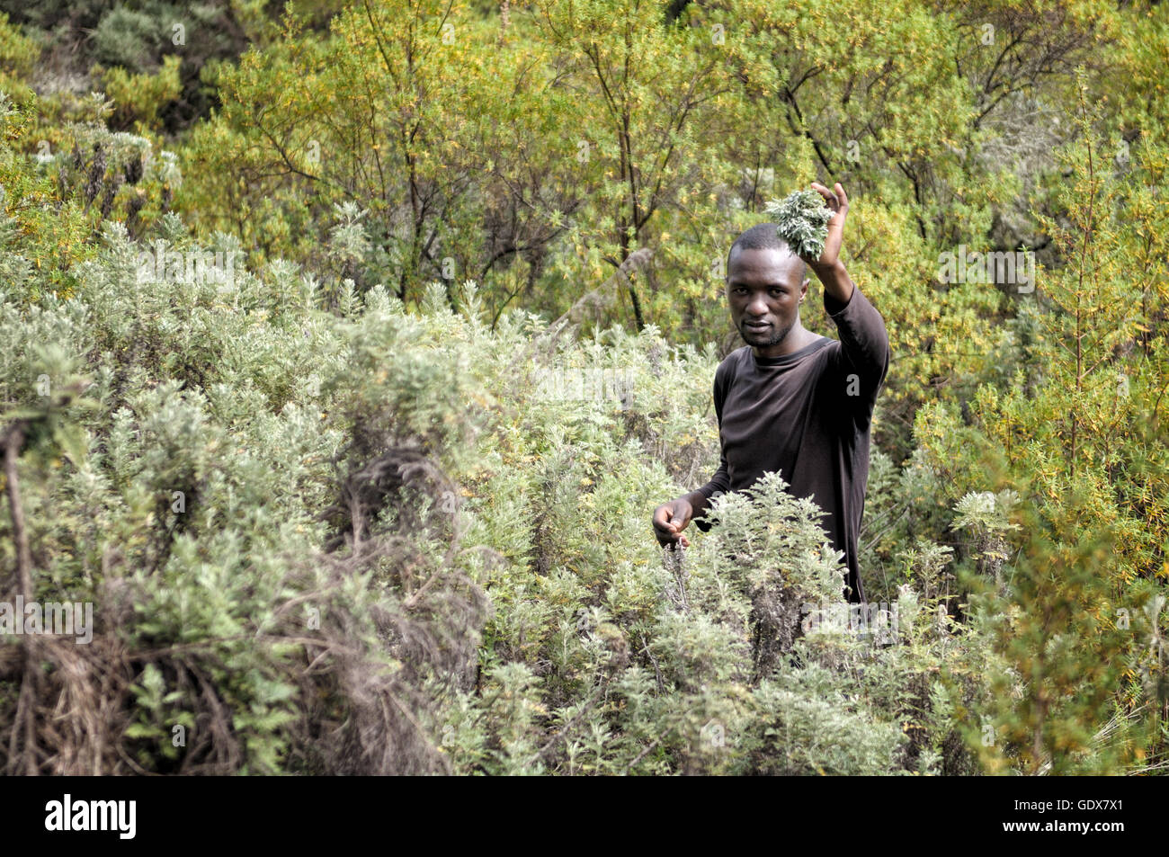 Porter la collecte de plantes médicinales, le Mont Kilimanjaro National Park, Tanzania Banque D'Images