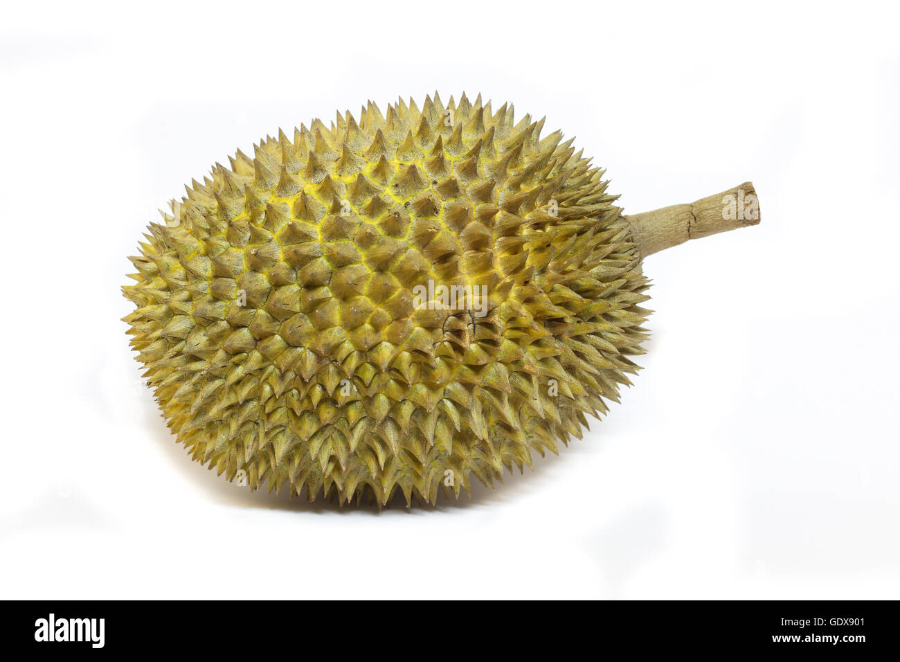 Durian isolé sur fond blanc Banque D'Images