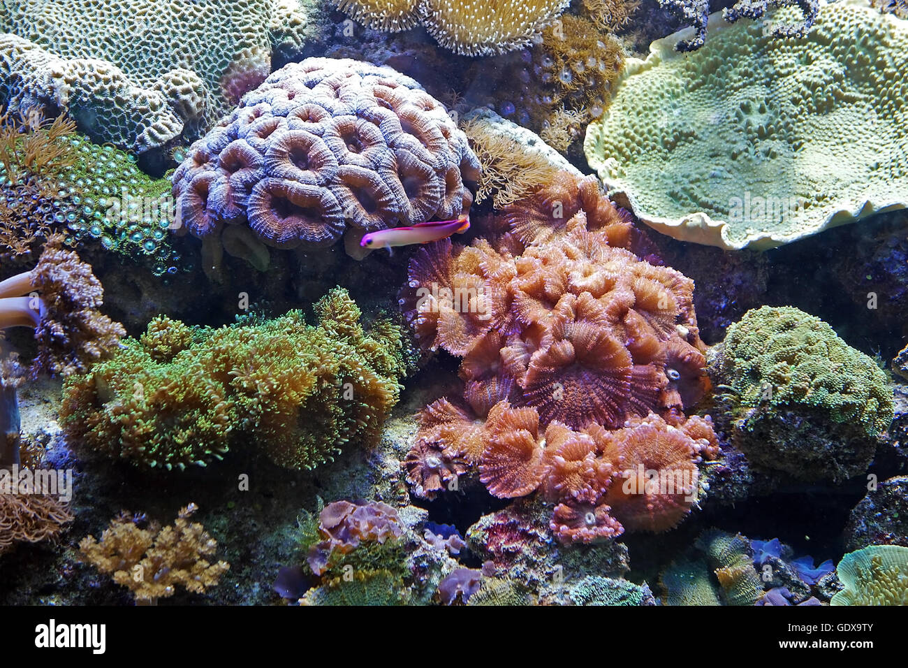 Belle photo d'algues et les récifs coralliens colorés de plantes aquatiques dans l'aquarium de Barcelone, Espagne. Le monde sous-marin. Banque D'Images