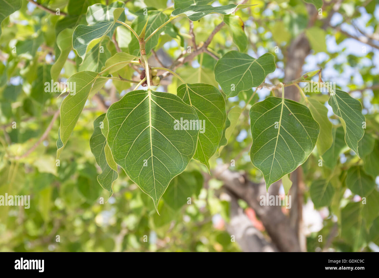 Close up de feuilles de figuier sacré, aussi appeler Peepal Tree, Arbre de Bodhi, Bo Tree, Peepu, Po, pho Banque D'Images