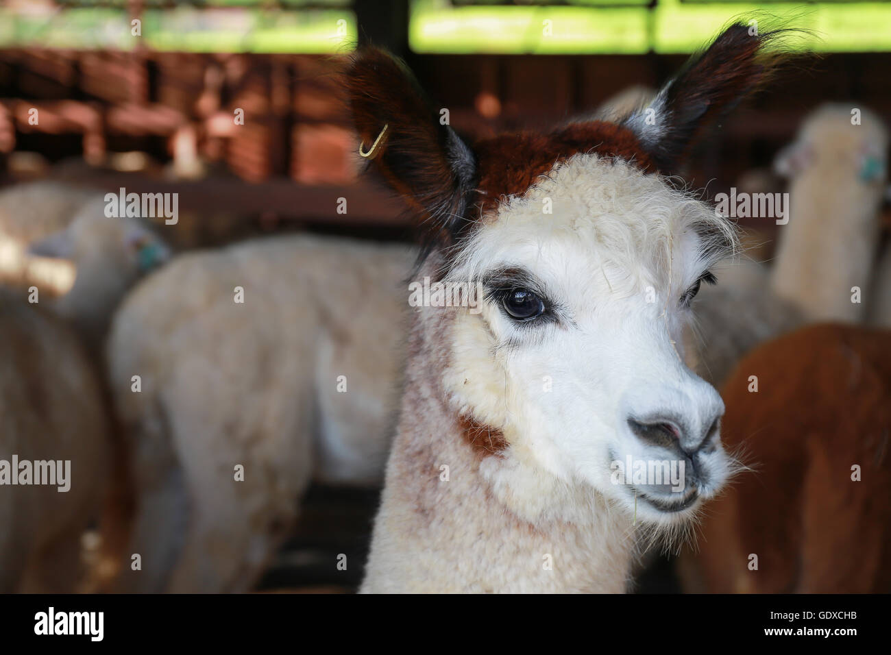 Close up face à de l'alpaga dans farm Banque D'Images