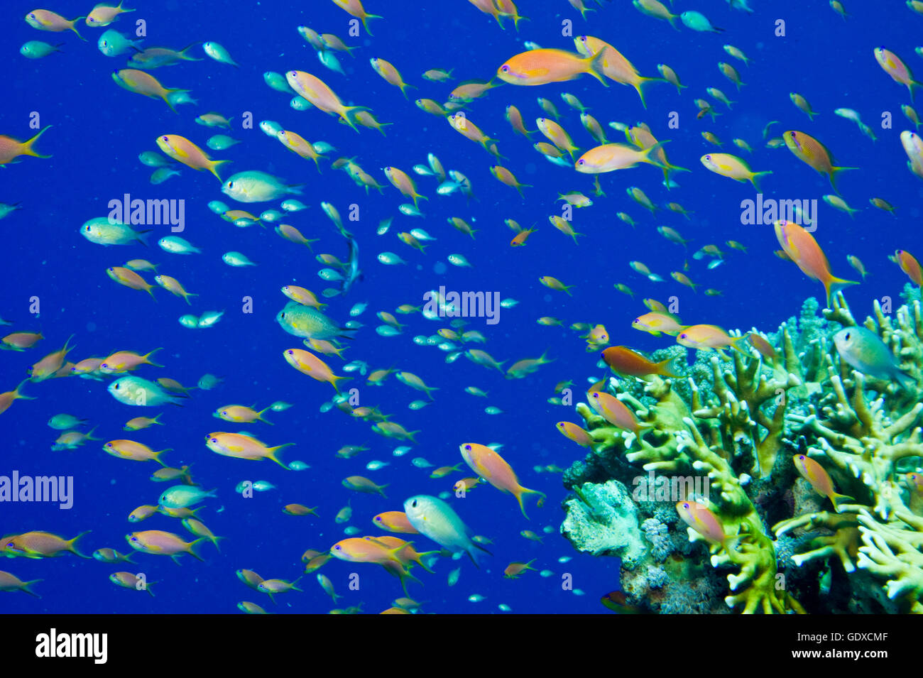 Anthiinae (Pseudanthias squamipinnis), Red Sea, Egypt Banque D'Images