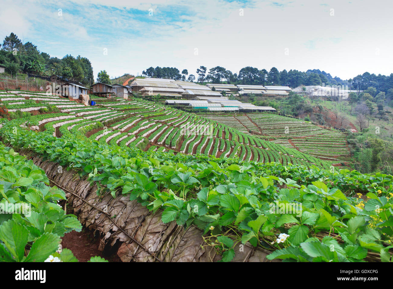 Plantation de fraises à la montagne doi angkhang, chiang mai Thaïlande Banque D'Images