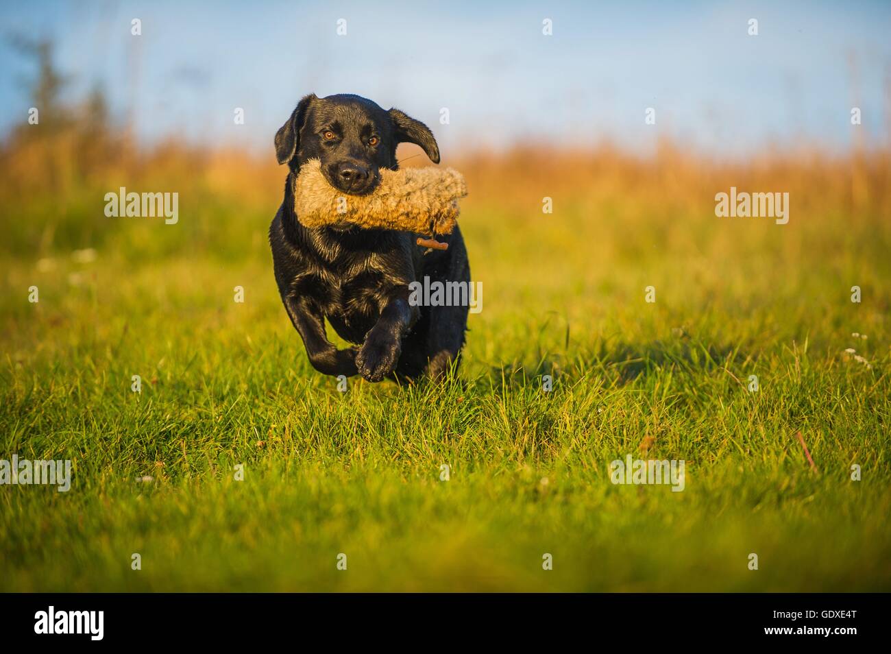 La récupération de Labrador Retriever Banque D'Images