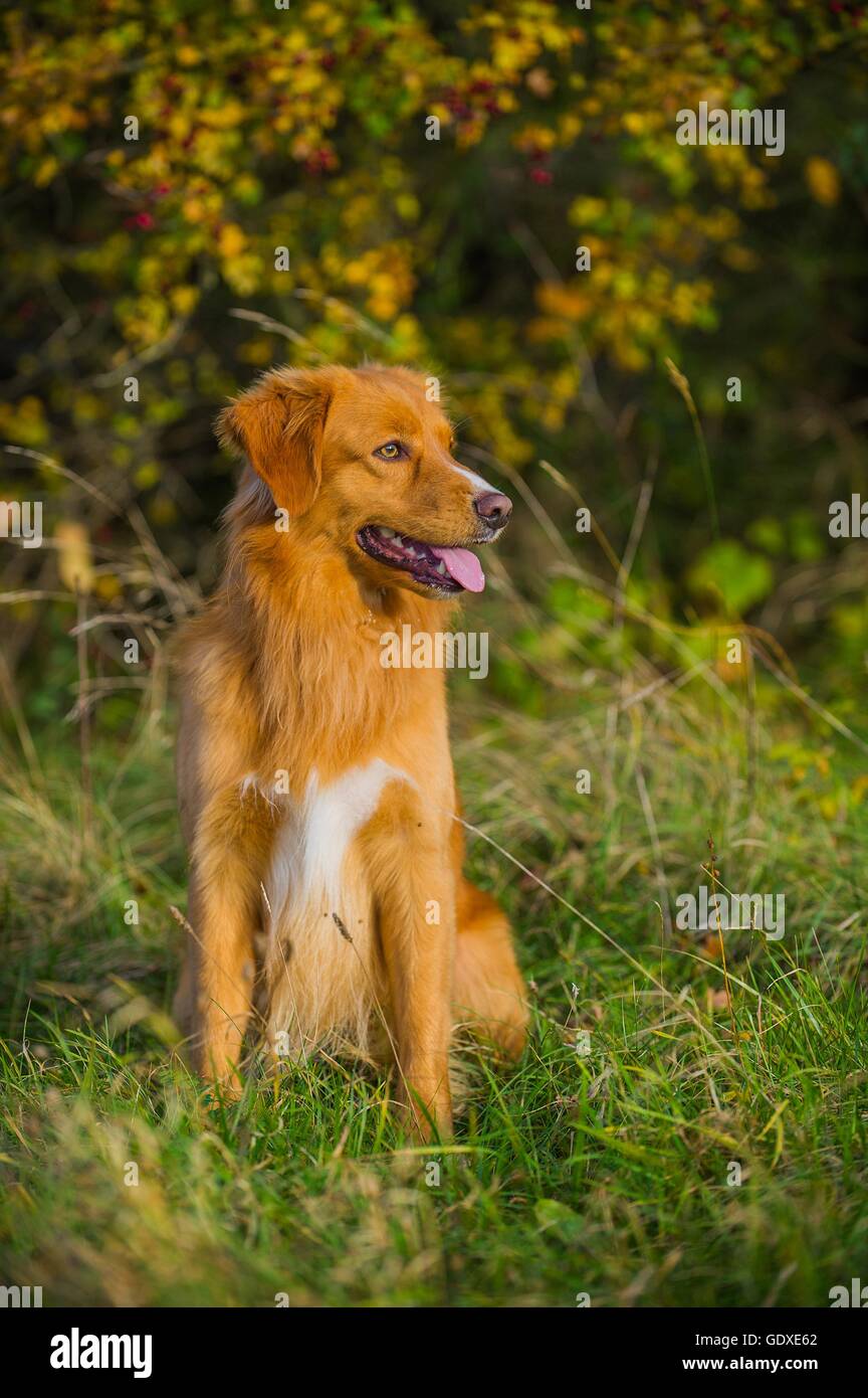 Sitting Duck Tolling Retriever de la Nouvelle-Écosse Banque D'Images