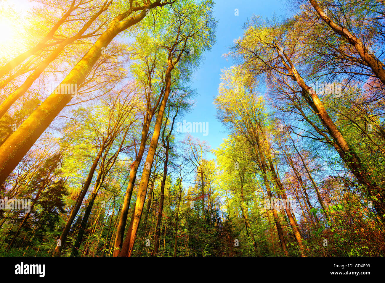 Paysage de forêt avec le soleil illuminant la cime des arbres et hautes en  couleur ciel bleu clair Photo Stock - Alamy