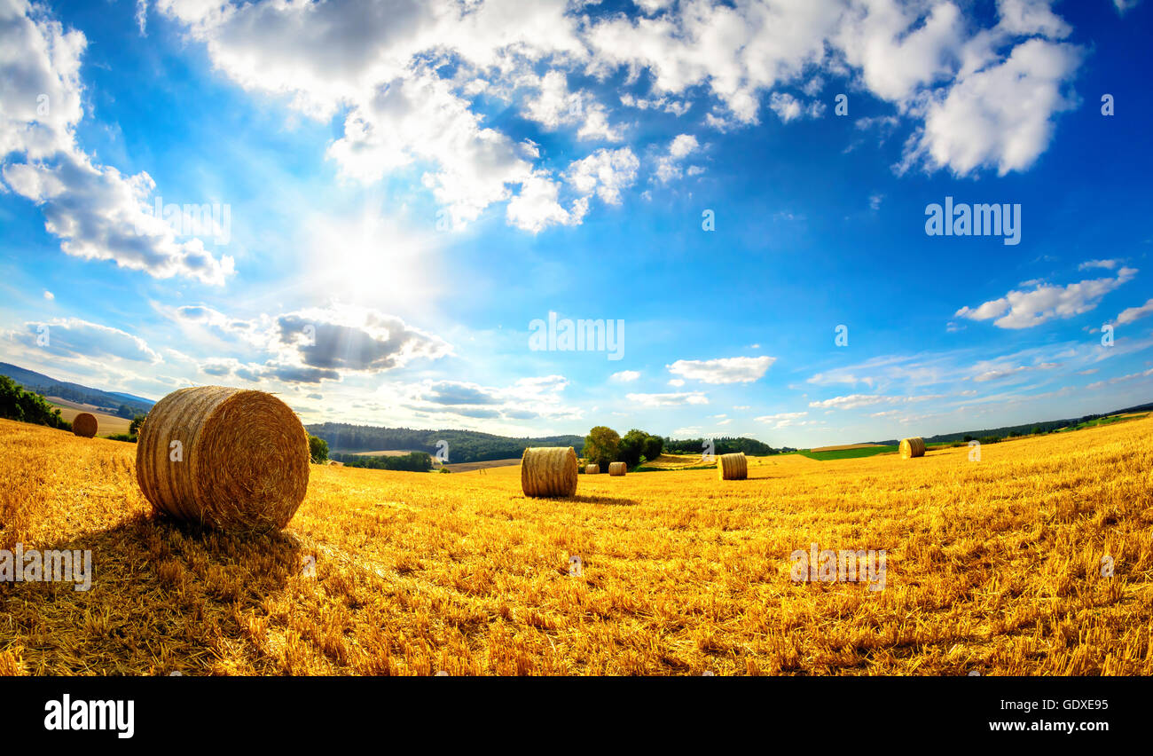 Paysage rural en bleu vif et jaune, un décor du soleil, ciel bleu et un champ d'or récoltés Banque D'Images