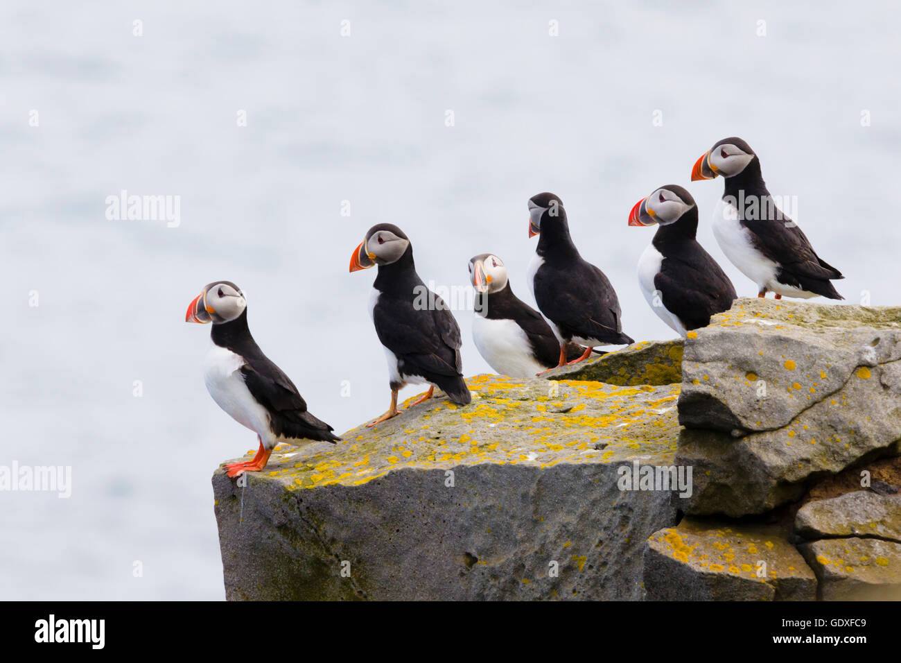 Macareux moine - six reposant sur falaise, Fratercula arctica péninsule Langanes BI028867 Islande Banque D'Images