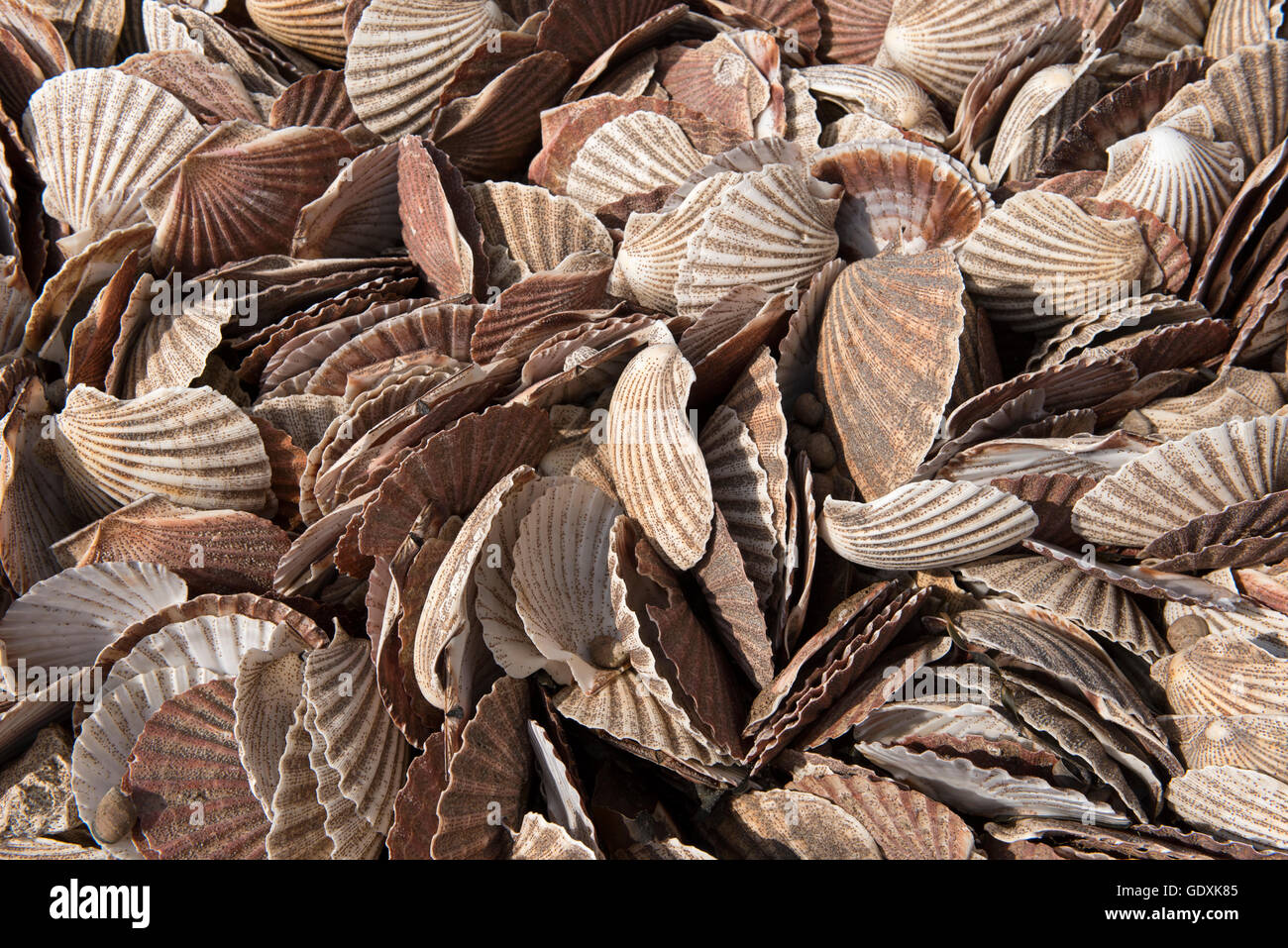 Jetée de coquilles Banque D'Images