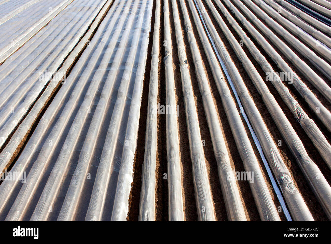 Vue aérienne d'un champ d'asperges Banque D'Images