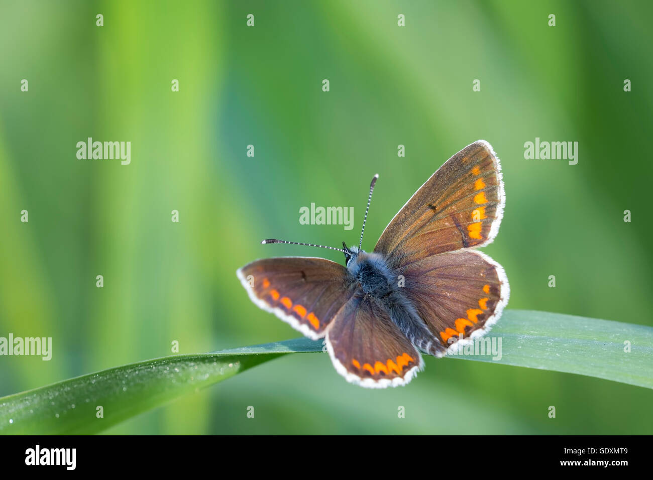 Tôt le matin, les femelles de la papillon bleu, Polyommatus icarus, avec ailes brun au lieu de bleu est au repos dans l'herbe. Banque D'Images