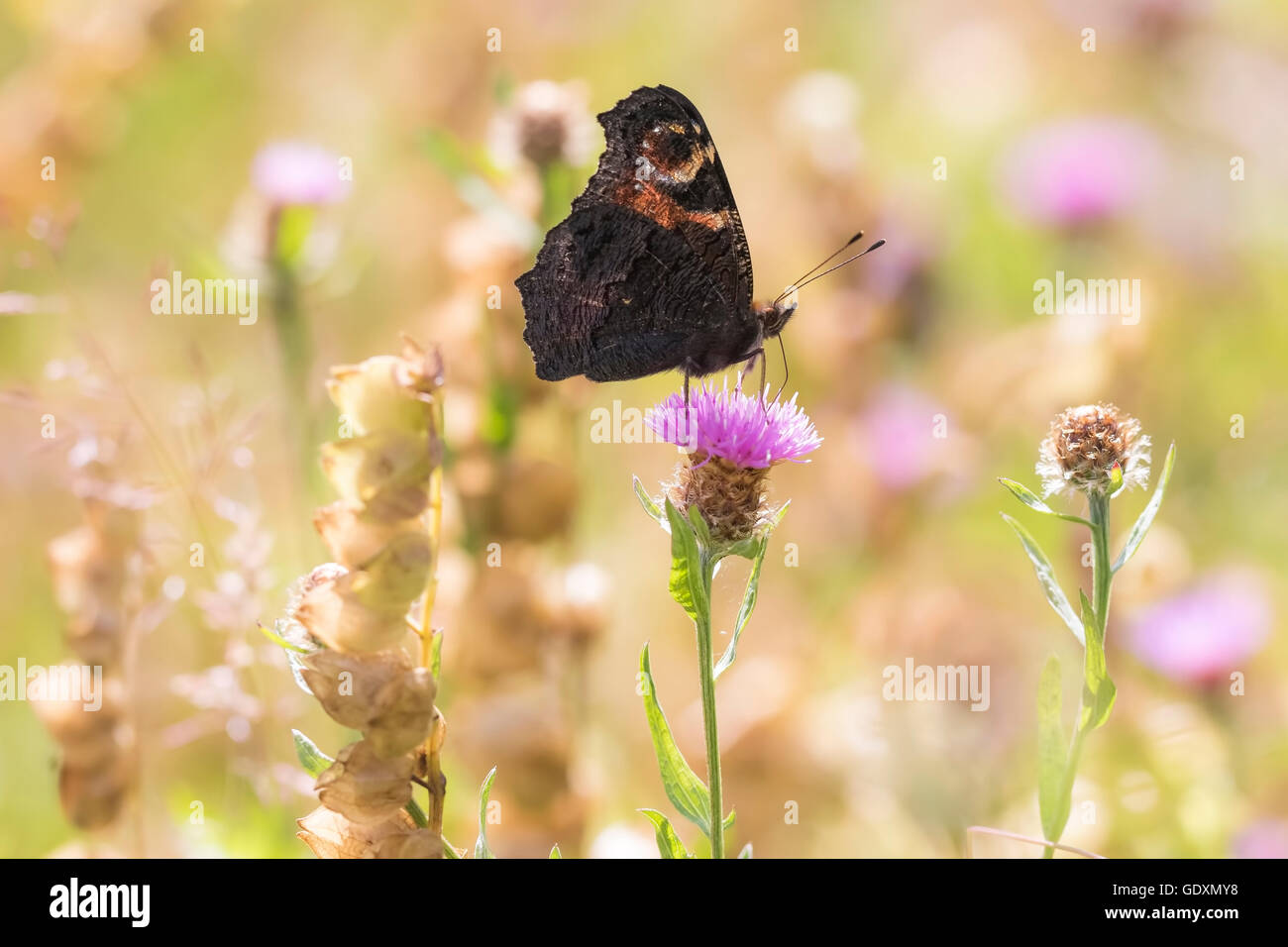 Papillon Paon européen (Aglais io) se nourrissant de fleurs dans une prairie colorée. Banque D'Images