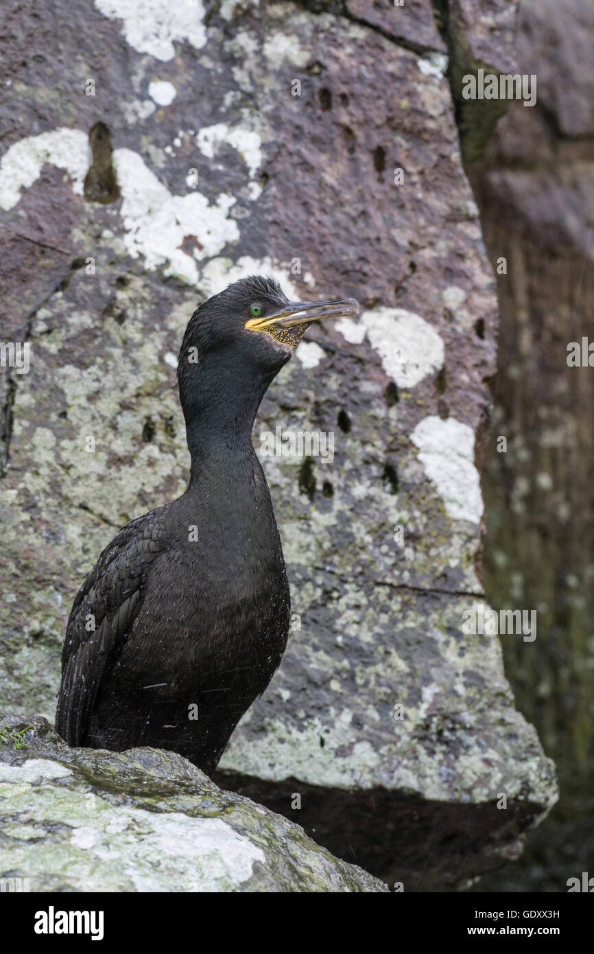 Shag (Phalacrocorax aristotelis). L'espèce est également connu sous le titre commun européen, ou vert ou vert shag cormoran. Banque D'Images