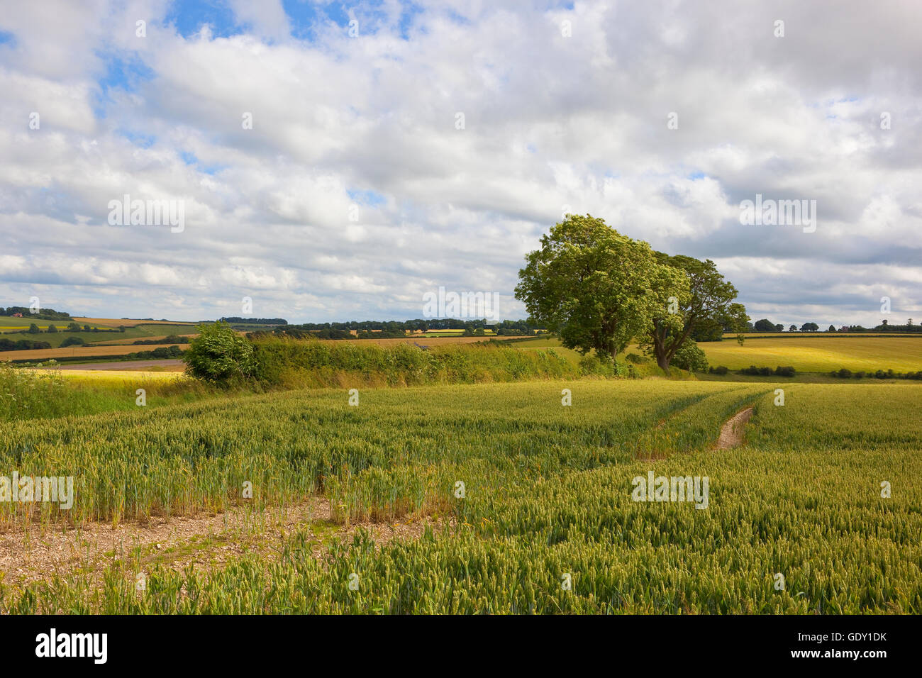 Le mûrissement d'un champ de blé dans le Yorkshire Wolds avec les haies et les frênes sous un ciel nuageux bleu en été. Banque D'Images