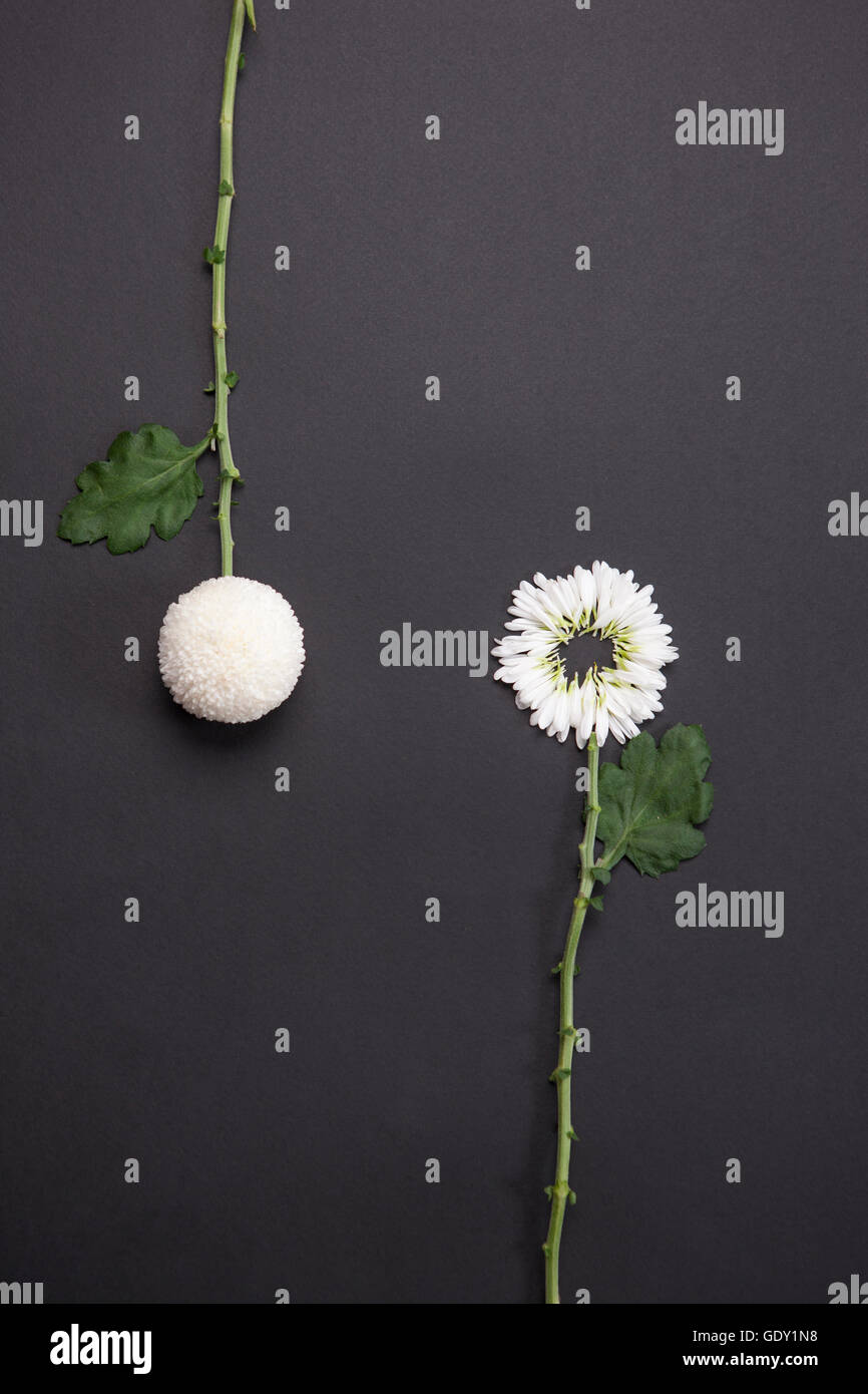 Contraste de blanc fleur bourgeon et fleur en fleur Banque D'Images