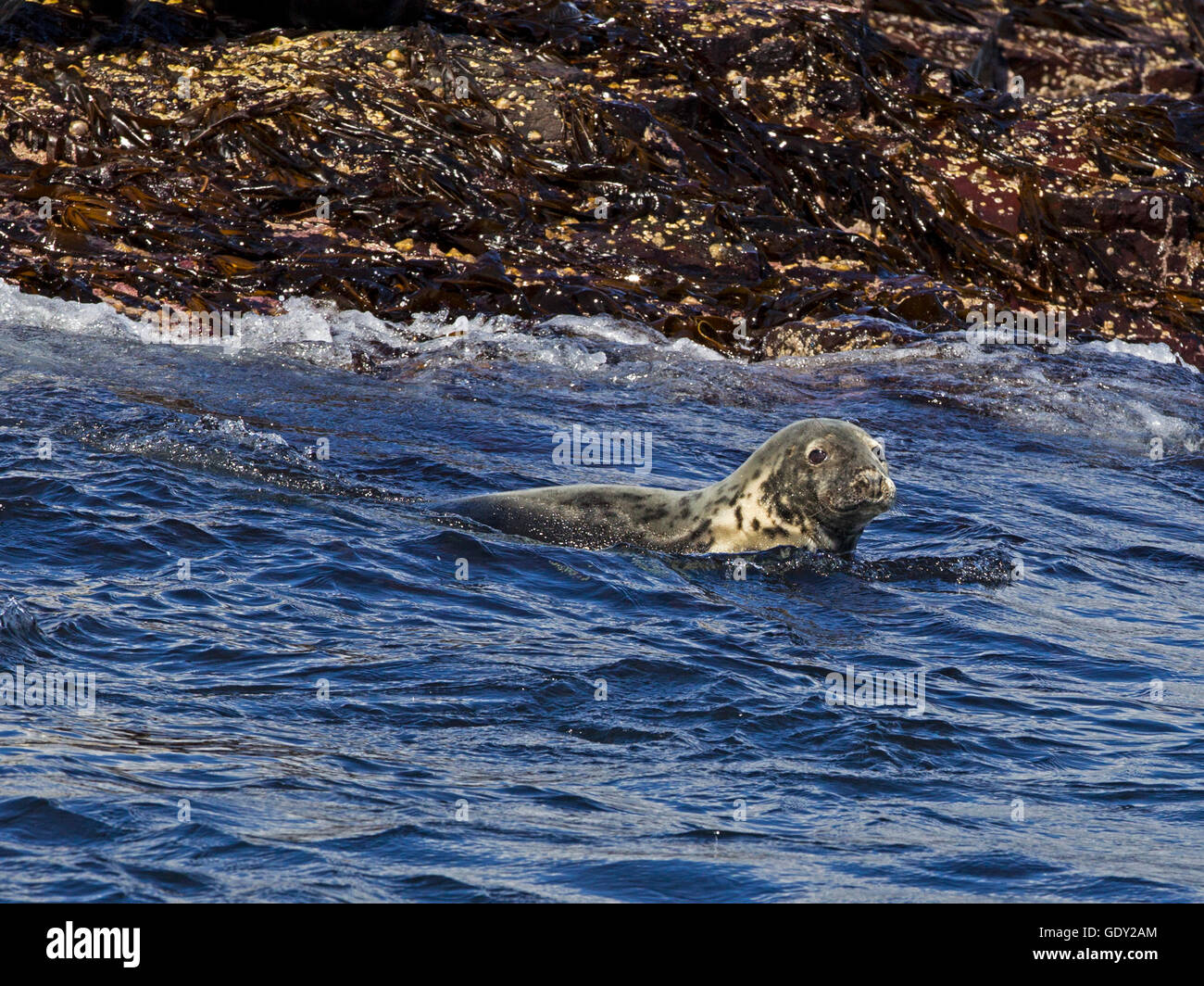 Piscine du phoque gris Banque D'Images