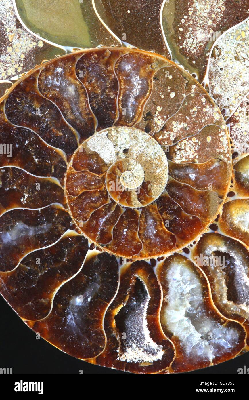 Ammonite fossile Banque D'Images