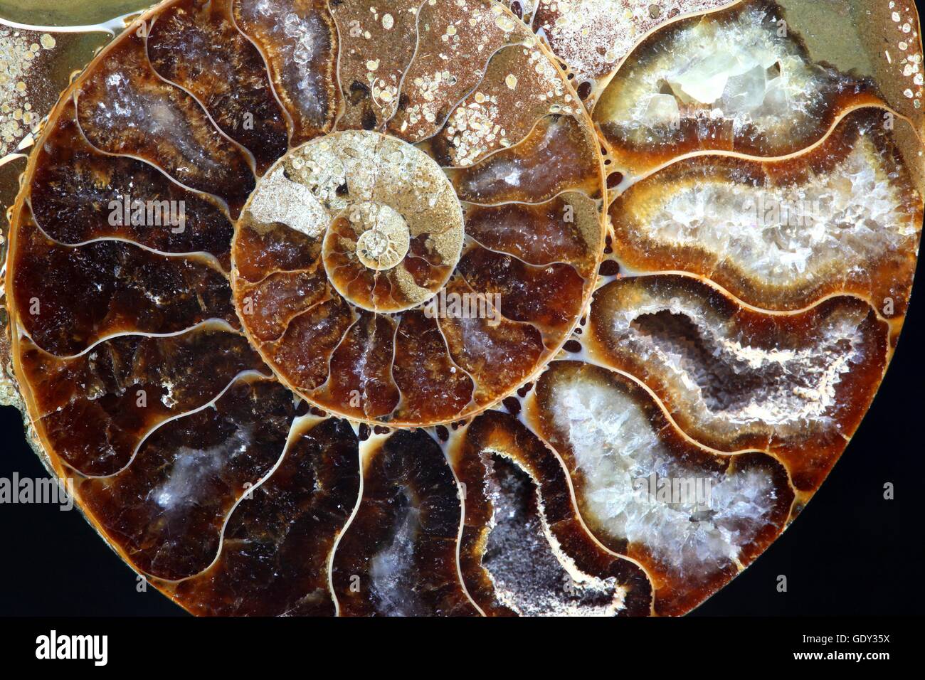 Ammonite fossile Banque D'Images