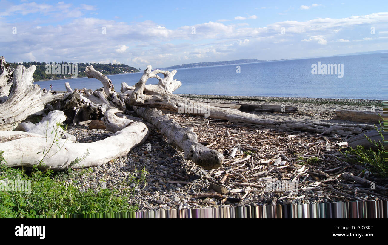 SEATTLE, WASHINGOTN - Septembre 2014 : Driftwood à West Point Lighthouse Banque D'Images