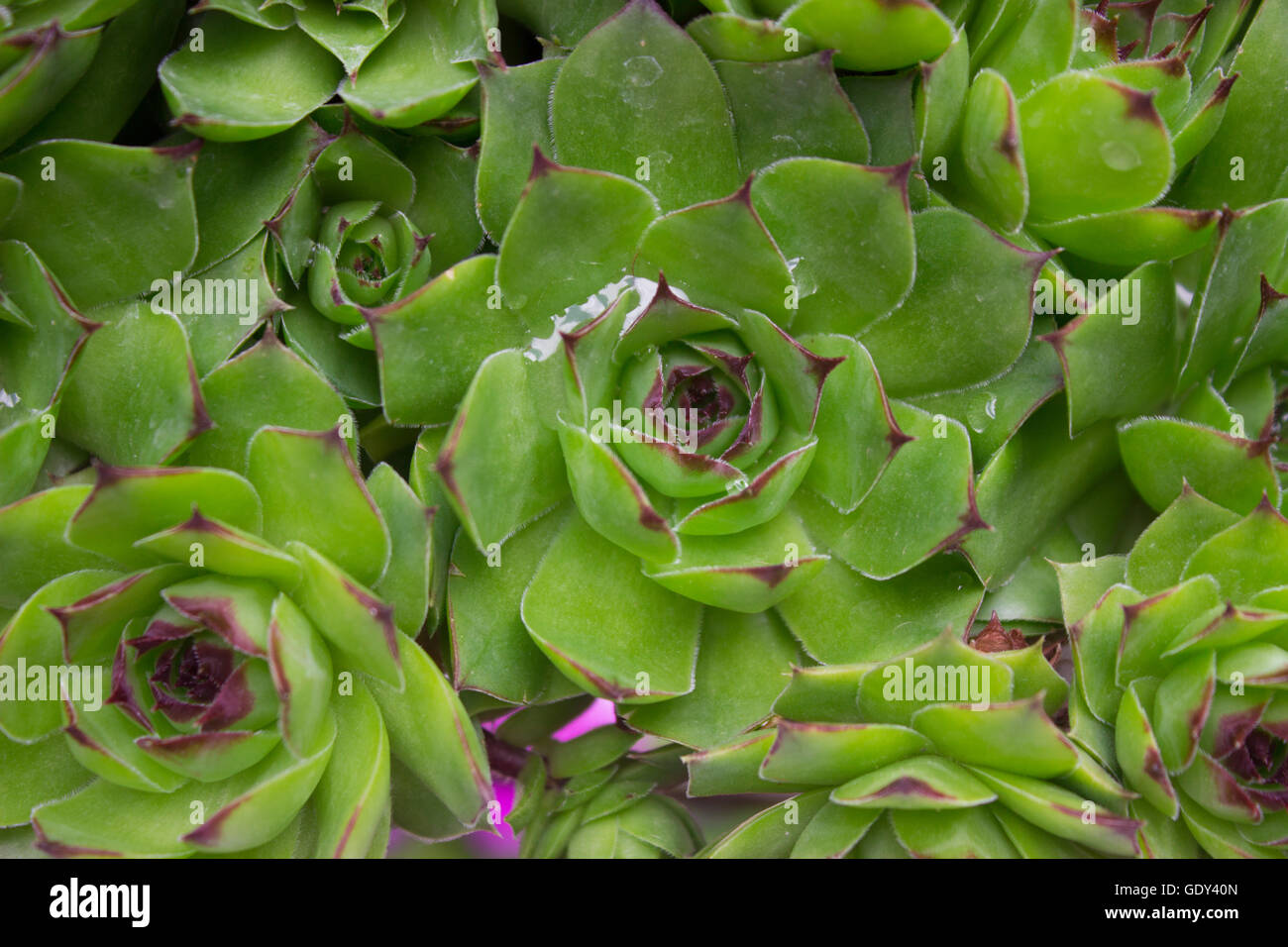 Libre de Sempervivum calcareum-houseleek Banque D'Images