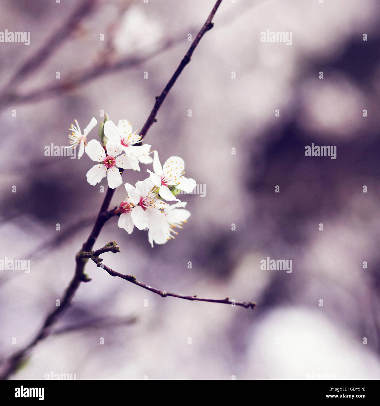 Une fleur de cerisier en fleur au printemps Banque D'Images