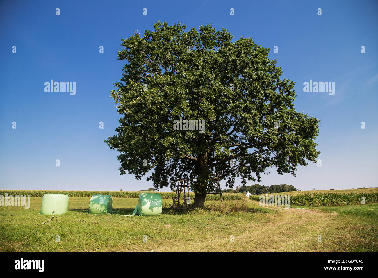 Grand acorn tree dans un champ les agriculteurs, chemin passé il Banque D'Images