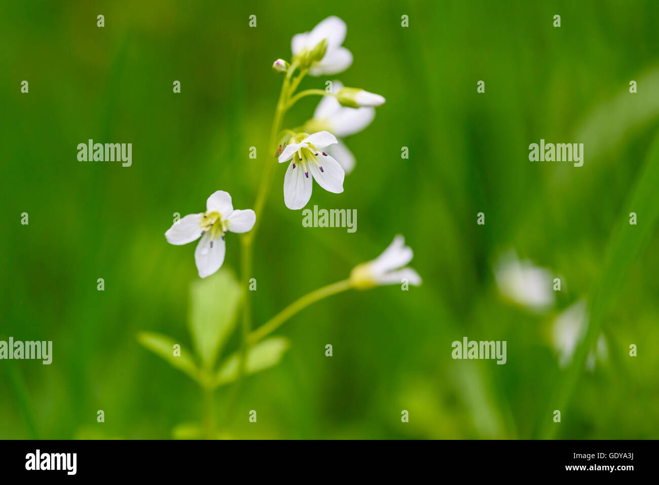Grand-amer, Cresson Cardamine amara, wildflower, Dumfries et Galloway, Écosse Banque D'Images