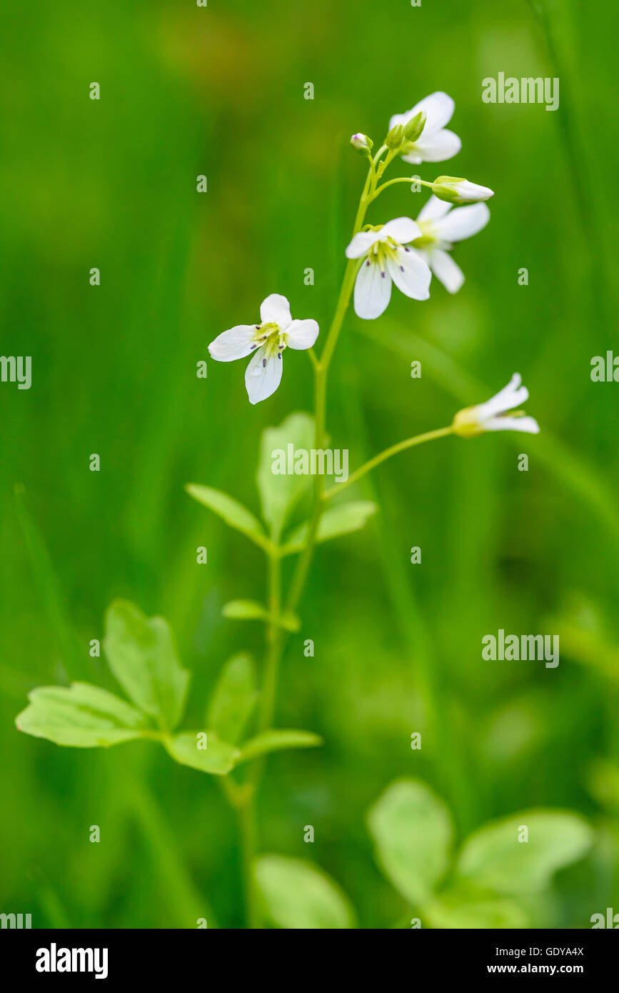 Grand-amer, Cresson Cardamine amara, wildflower, Dumfries et Galloway, Écosse Banque D'Images