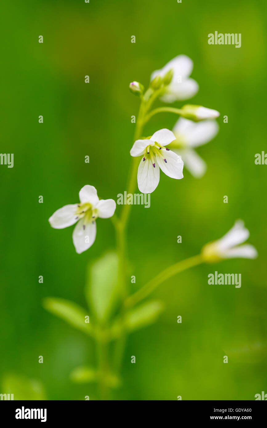 Grand-amer, Cresson Cardamine amara, wildflower, Dumfries et Galloway, Écosse Banque D'Images