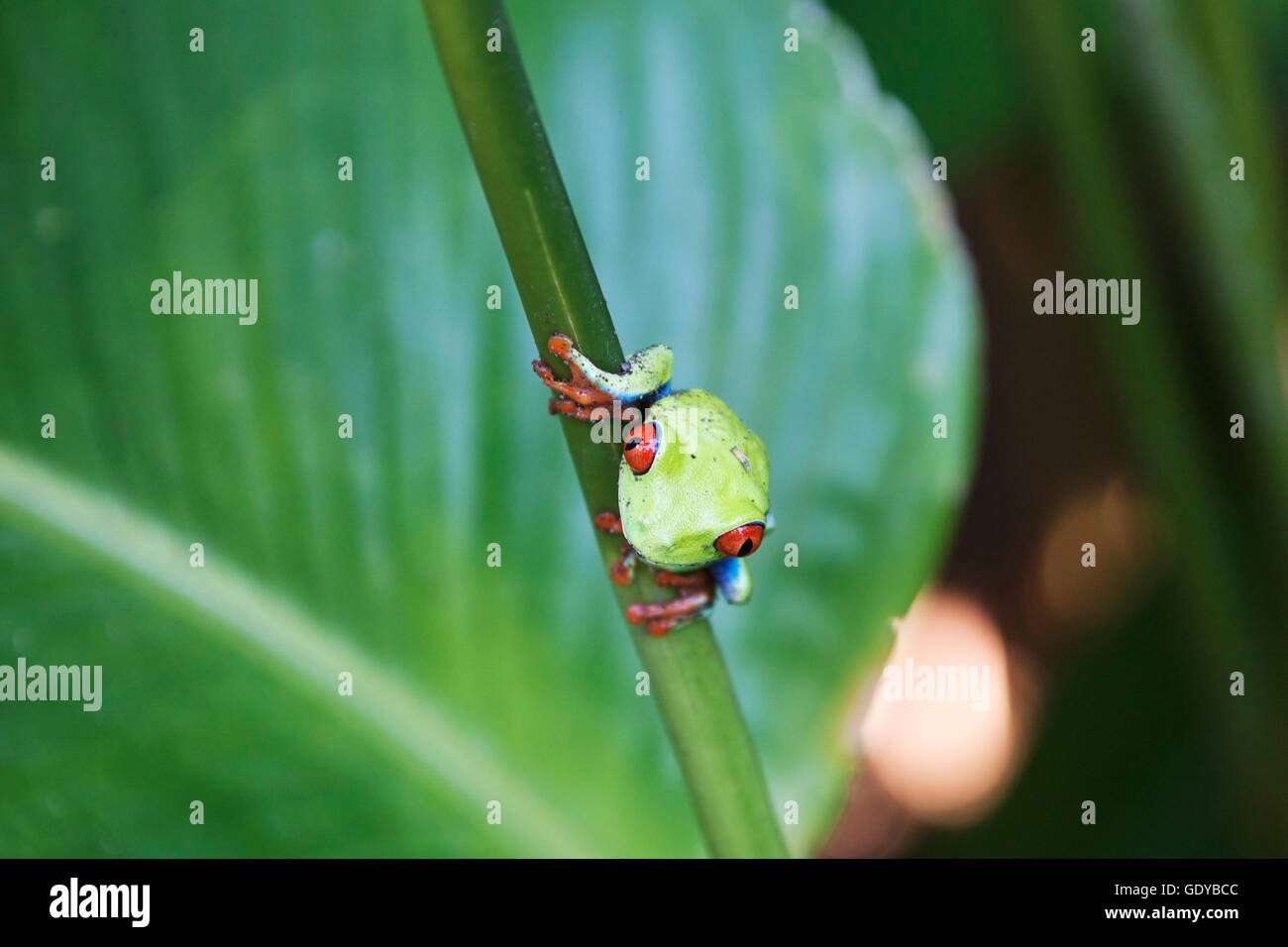 Close-up de grenouille d'arbre sur tige, Costa Rica Banque D'Images
