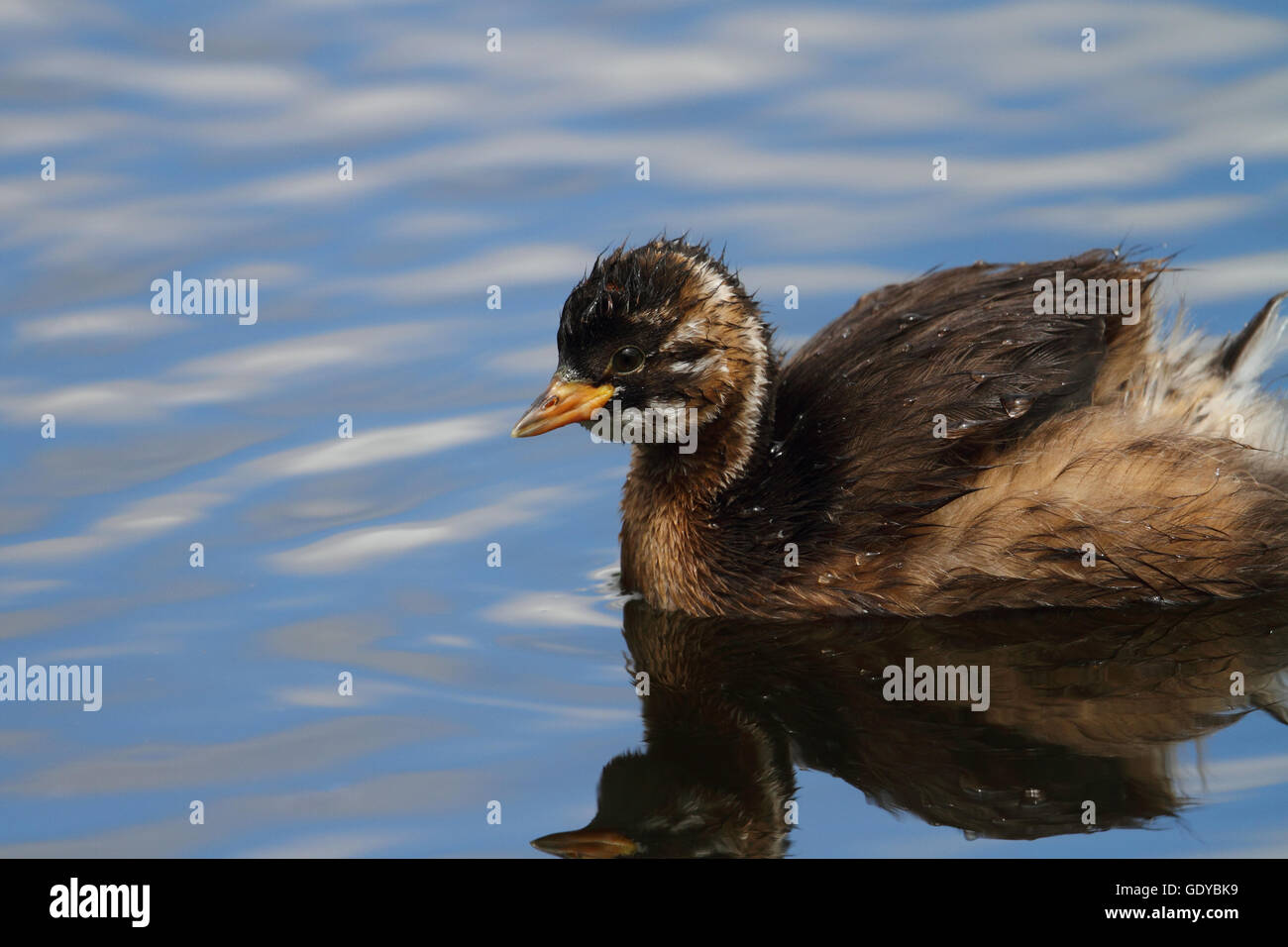 Canard mandarin Banque D'Images