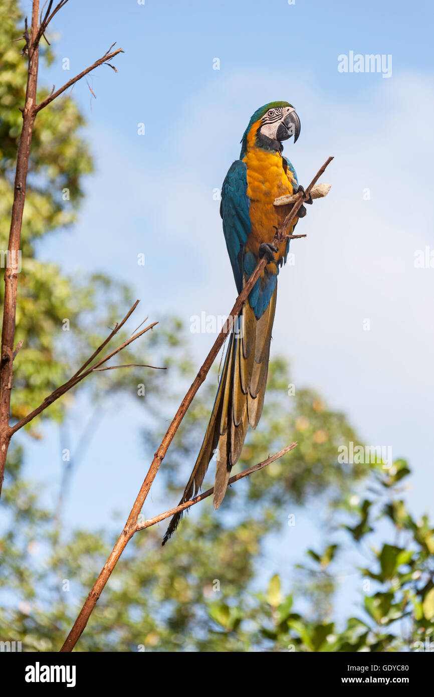 L'or et de l'ara bleu (Ara ararauna) perching on tree branch, Orinoco Delta, Venezuela Banque D'Images