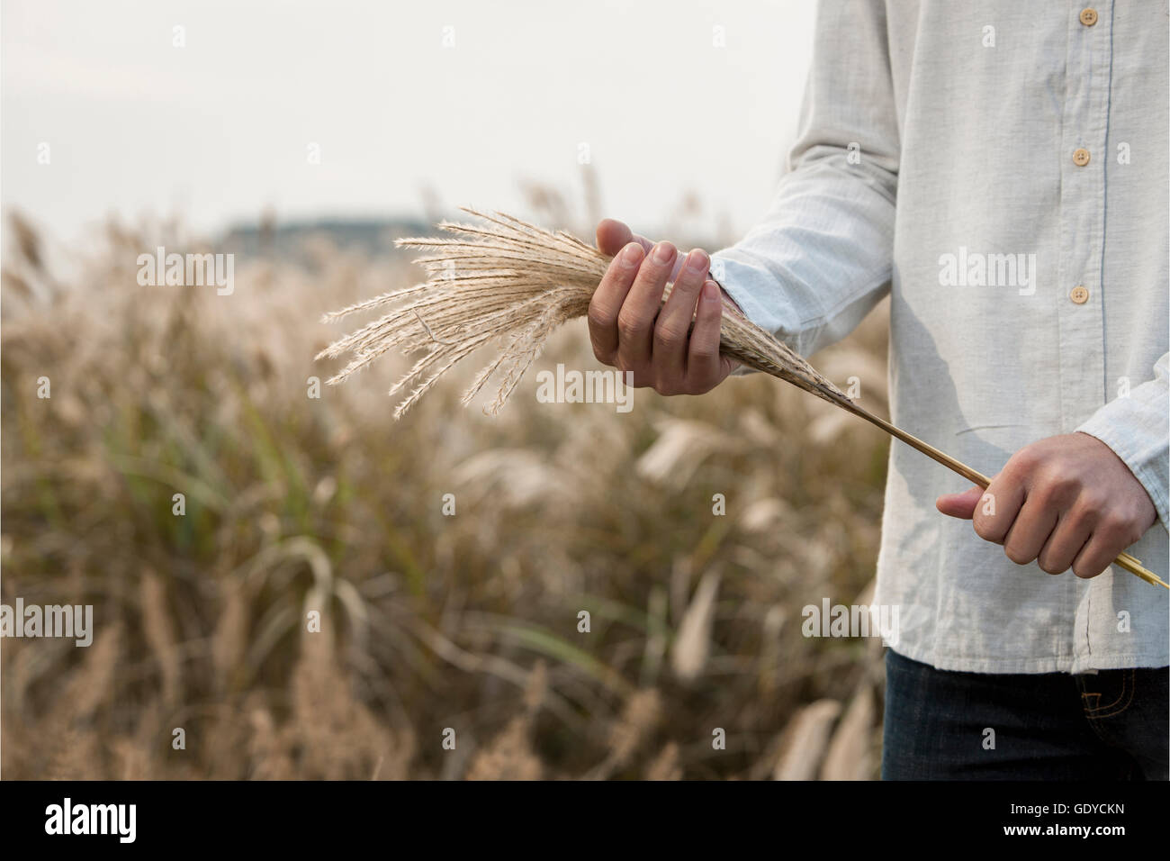 Close-up of young man holding certaines graminées d'argent Banque D'Images