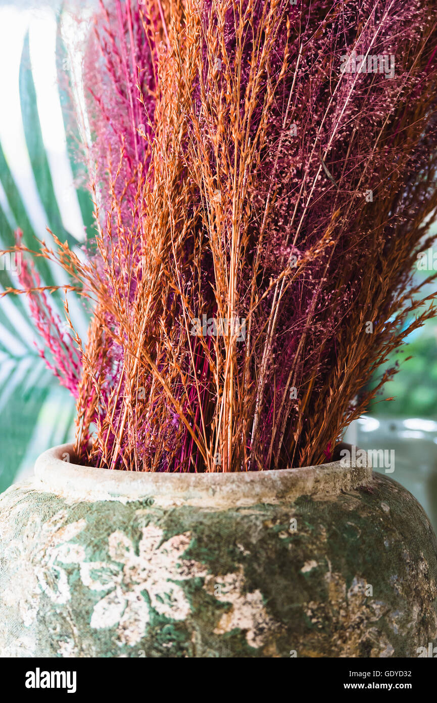 Herbe séchée colorés dans un vase, selective focus Banque D'Images