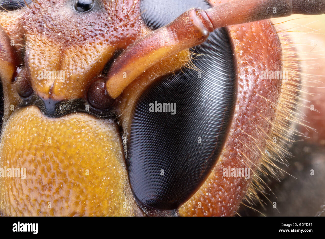 Plan Macro sur Hornet ou yellow jacket. Banque D'Images