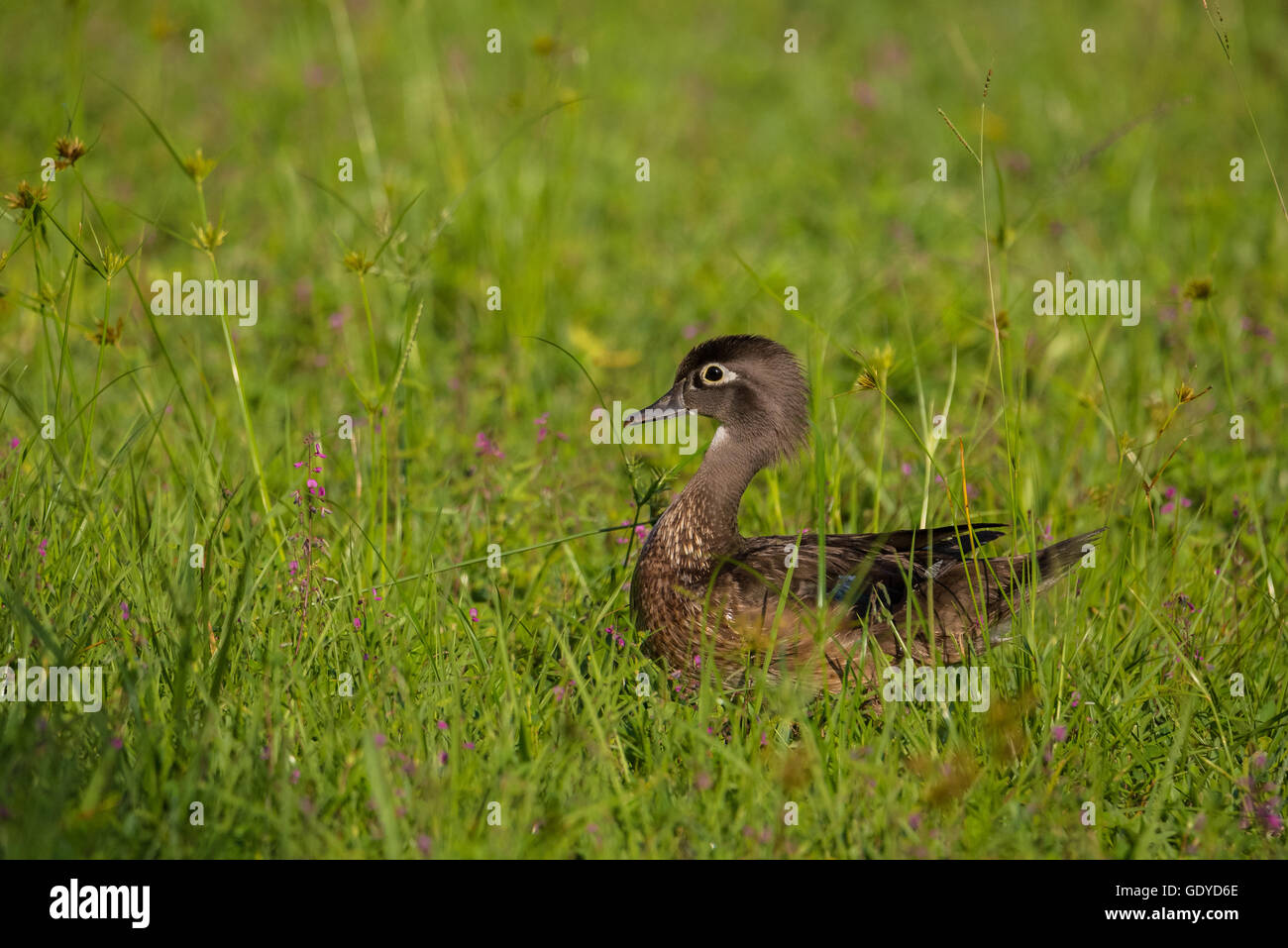 Canard de bois dans l'herbe avec des fleurs violettes Banque D'Images