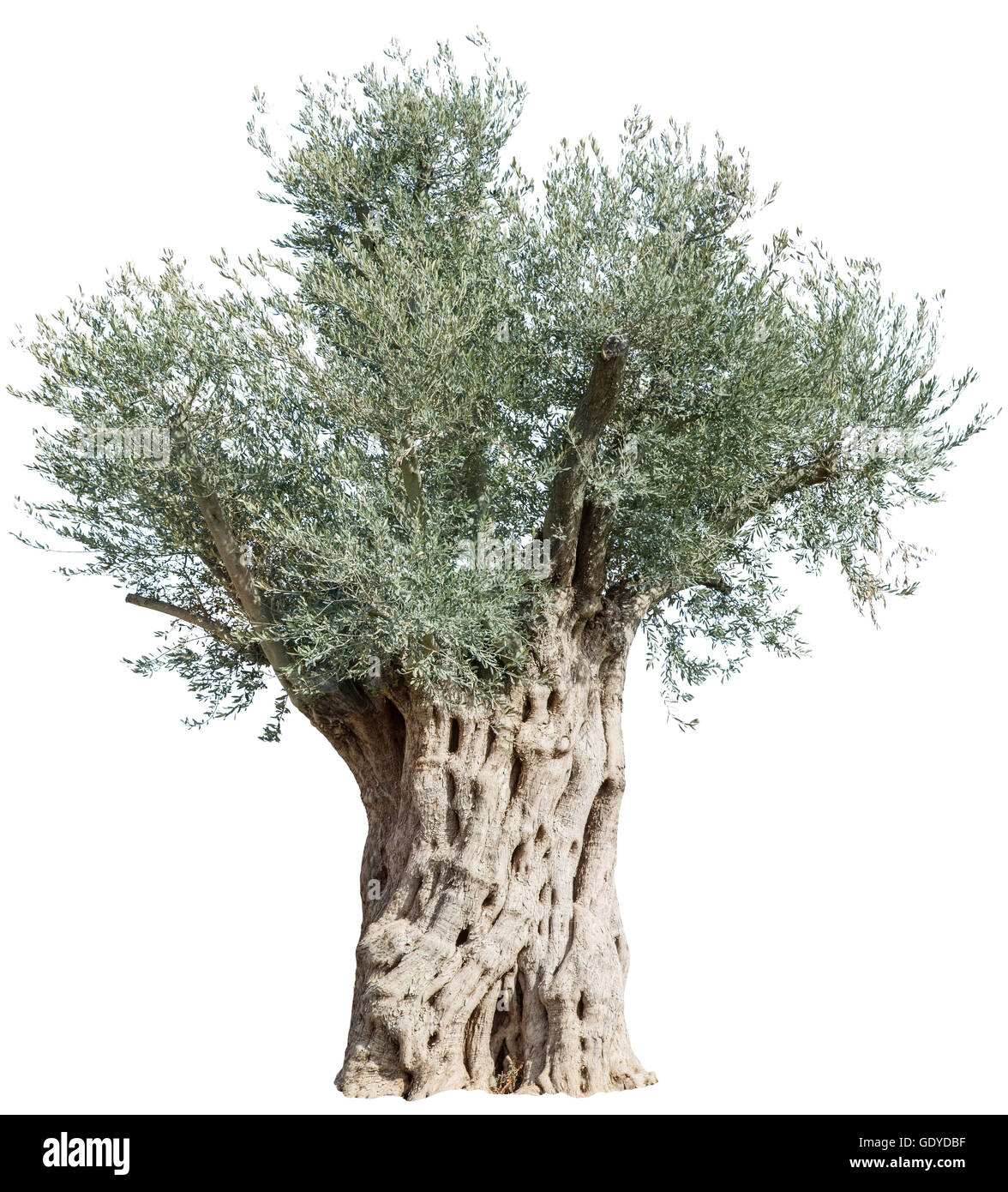 Vieil olivier. Fichier contient des chemins de détourage. Banque D'Images