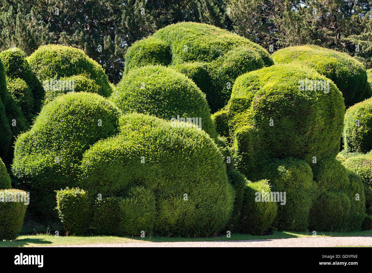 Le château de Rockingham, Corby, Northamptonshire, Angleterre. Les 400 ans de l'éléphant "Hedge', une double rangée d'ifs taillés Banque D'Images