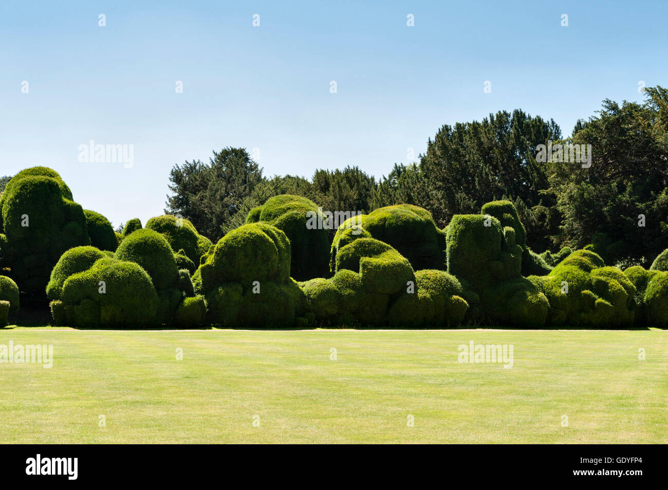 Le château de Rockingham, Corby, Northamptonshire, Angleterre. Les 400 ans de l'éléphant "Hedge', une double rangée de yew clippé Banque D'Images