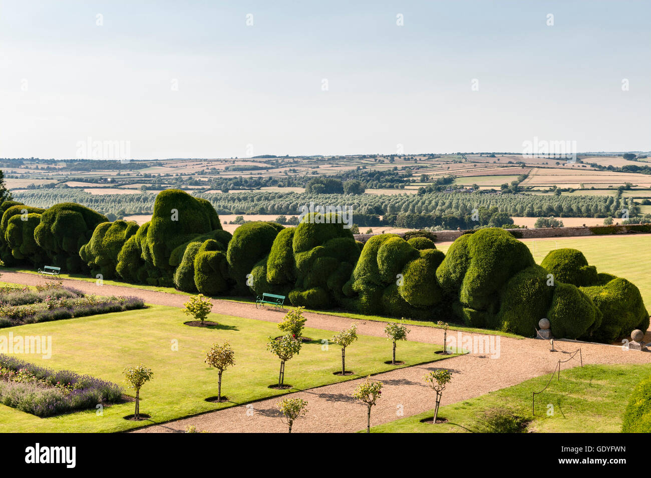 Le château de Rockingham, Corby, Northamptonshire, Angleterre. Les 400 ans de l'éléphant "Hedge', une double rangée de yew clippé Banque D'Images