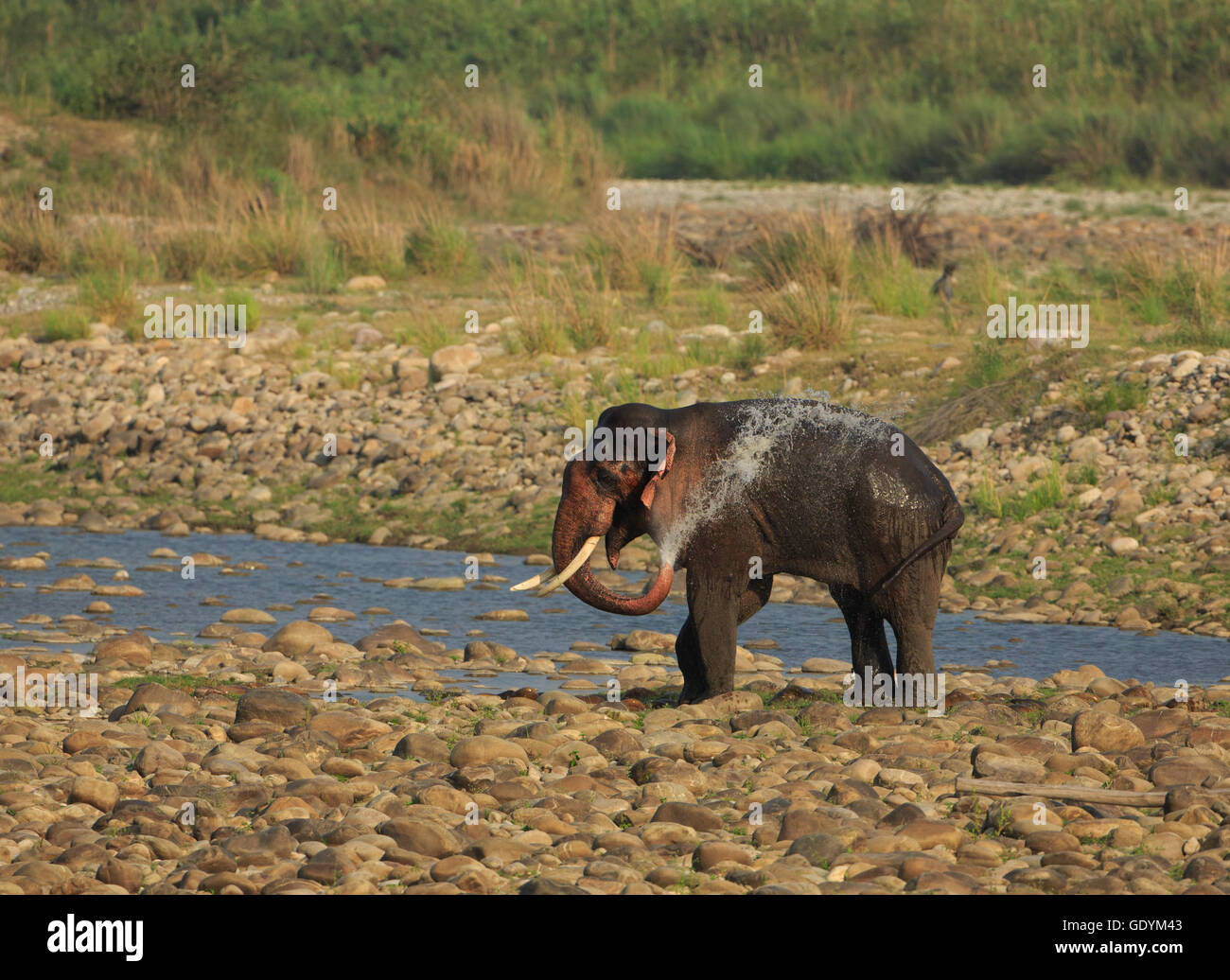 Pulvériser de l'eau de l'éléphant (photographié dans le parc national de Corbett - Inde) Banque D'Images